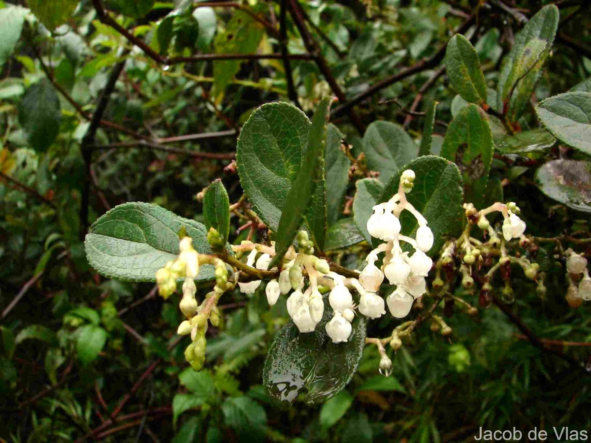 Gaultheria fragrantissima Wall.